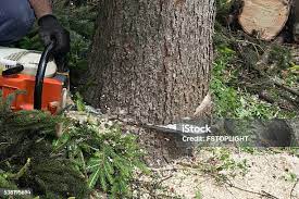 How Our Tree Care Process Works  in  Fruit Heights, UT