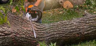 Organic Lawn Care Solutions in Fruit Heights, UT