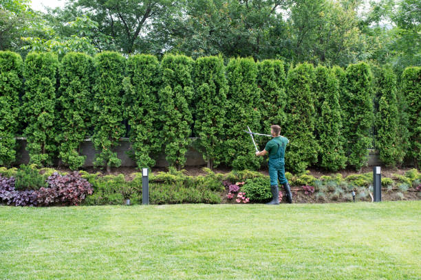 Best Leaf Removal  in Fruit Heights, UT