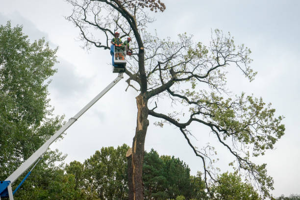 Fruit Heights, UT Tree Removal Company