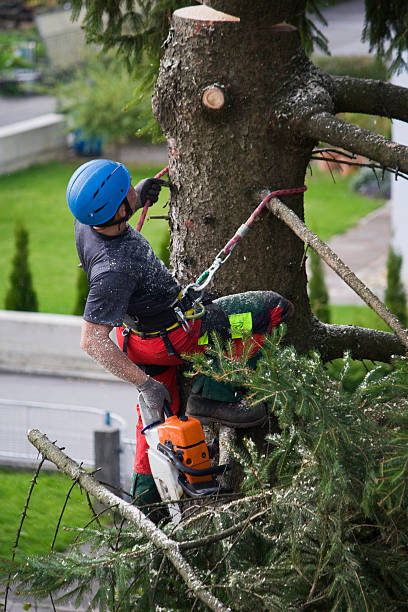 Best Tree Trimming and Pruning  in Fruit Heights, UT